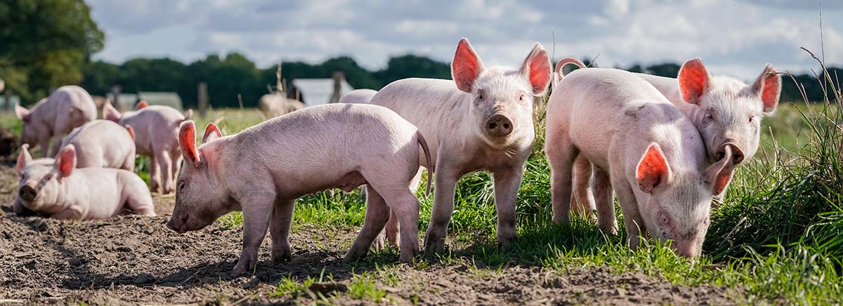 Strohschweine im Offenstall